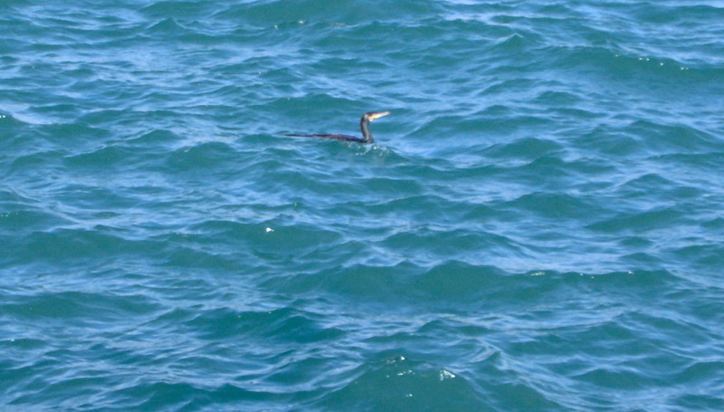 richiesta identificazione - Beccapesci e Cormorano